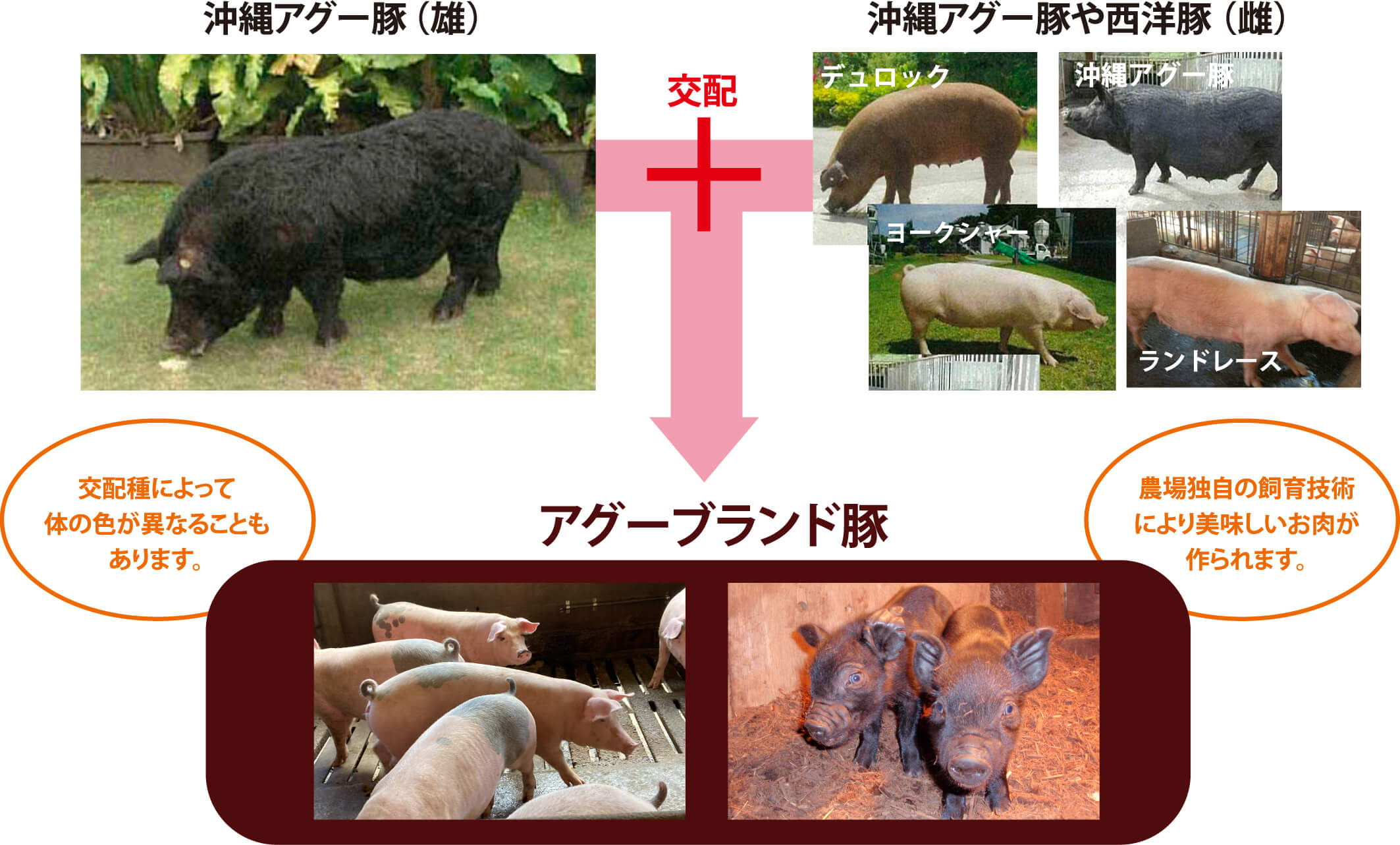 アグーブランド豚の交配の図。沖縄アグー豚（雄）、生産場独自仕様豚（雌）。交配種によって体の色が異なることもあります。農場独自の交配技術により美味しいお肉が作られます。